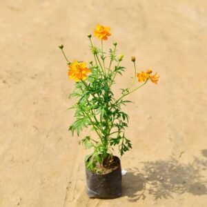 Cosmos (any colour) in 4 Inch Nursery Bag (Pack 2)