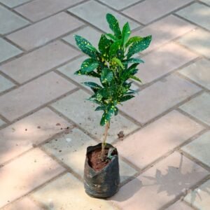 Baby Croton in 4 Inch Nursery Bag (Pack 2)