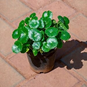 Lucky for Wealth Brahmi Dollar / Pennywort / Coin Plant in 4 Inch Nursery Pot