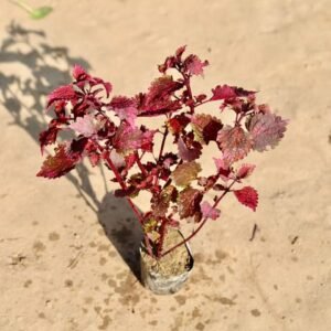 Coleus (any colour) in 4 Inch Nursery bag