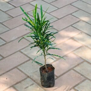 Croton Chironji in 4 Inch Nursery Bag