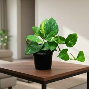Money Plant Green in 4 Inch Nursery Pot