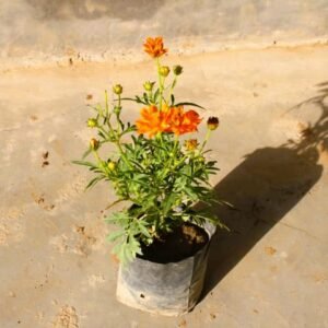 Cosmos (any colour) in 4 Inch Nursery Bag (Pack 3)