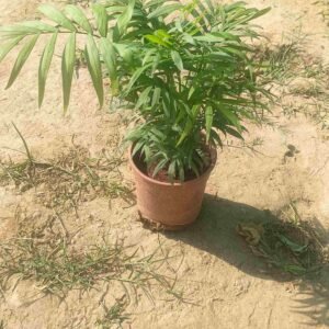 Parlour Palm (Small Palm)