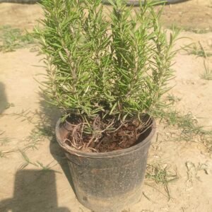 Rosemary