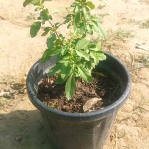 Tulsi
