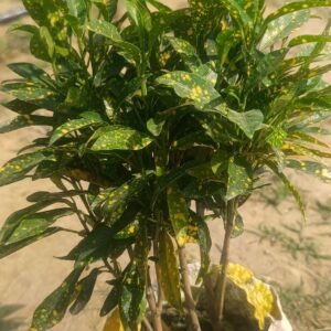 Dust Gold Croton