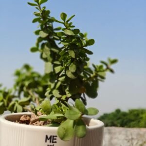 Jade Plant