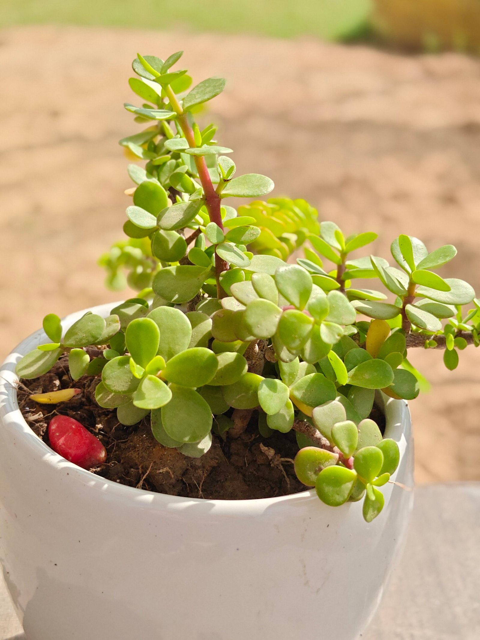 Jade Plant with ceramin pot from Kusum Van Farm