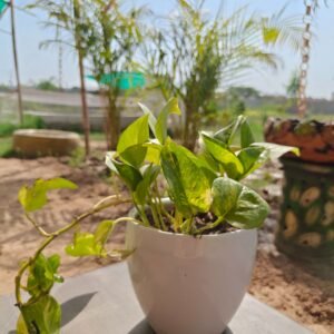 Money Plant