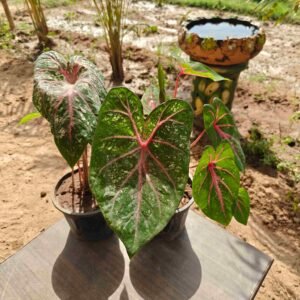 Aglaonema