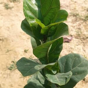 Fiddle Leaf Fig