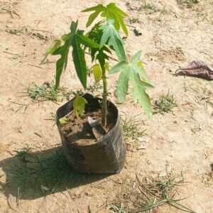 Papaya