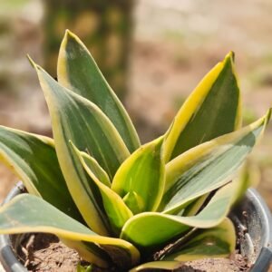 Snake Plant