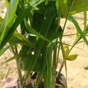 Palm - Bamboo