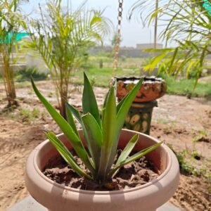 Agave