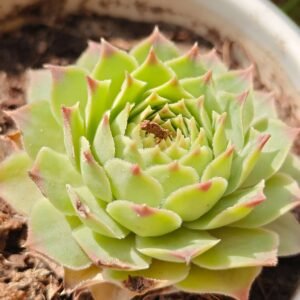 Succulent
