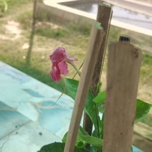 Mandevilla