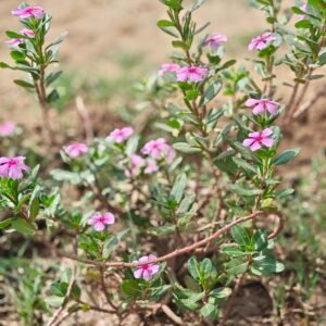 Madagascar Periwinkle (Sadabahar)