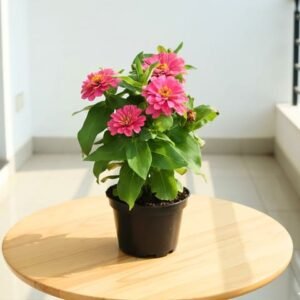 Zinnia (Any Colour) in 5 Inch Nursery Pot