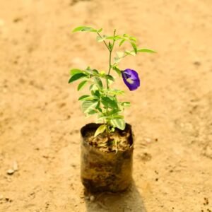 Aparajita Blue in 4 Inch Nursery Bag
