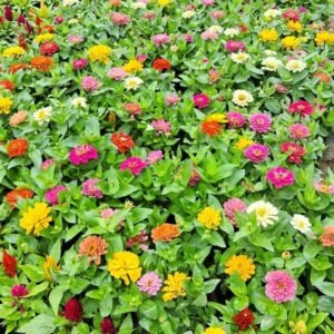 Zinnia (any colour) in 3 Inch Nursery bag (Pack 3)