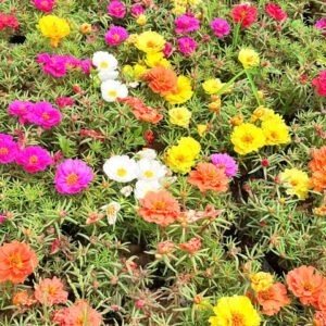 Set of 3 - Portulaca Moss rose (any colour) in 3 Inch Nursery Bag (Pack 2)
