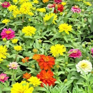 Zinnia (any colour) in 3 Inch Nursery Bag (Pack 2)